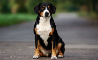 Entlebucher